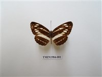 藏品(小環蛺蝶)的圖片